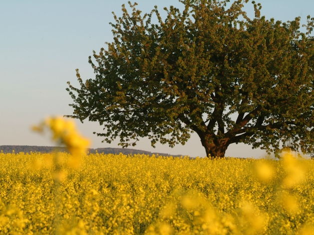 Cerejeira em um campo de canola em flor.